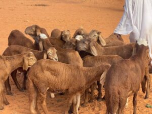 الماشية على خط النار